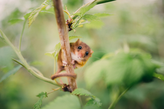 Dormouse