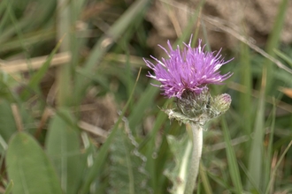 Meadow thistle