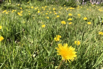 Dandelions in lawn