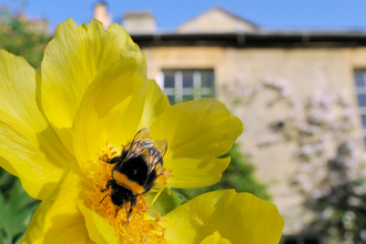 Bumble bee on flower