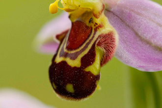 Bee orchid