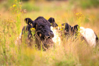 Belted galloway cattle