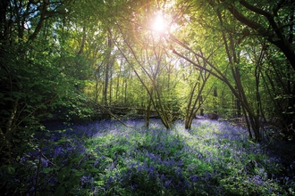 Cucknell's Wood