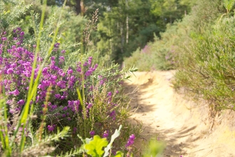 Brentmoor Heath