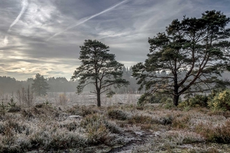 Brentmoor Heath