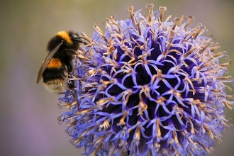 Buff tailed bumblebee