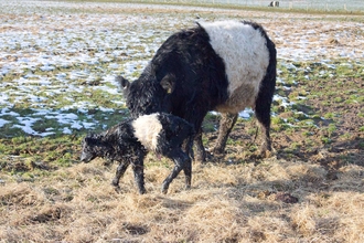 Belted galloway mother and calf