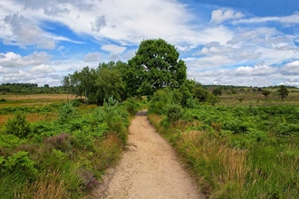 Chobham Common