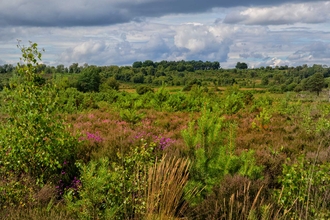 Chobham Common