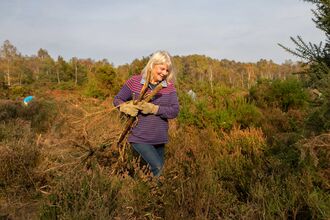 Volunteer dragging cut scrub