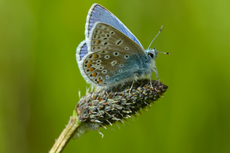 Common blue butterfly