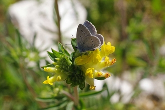 Small blue butterfly