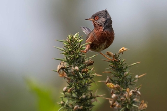 Dartford Warbler