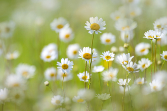 Daisies