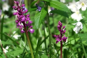 Early purple orchids