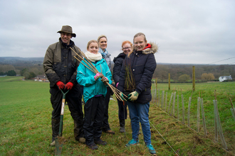 Hedgelaying