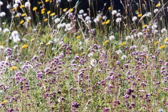 Wild Marjoram