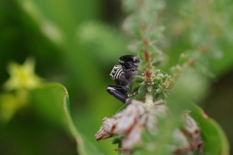 Gorilla jumping spider