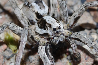 Great Fox-Spider