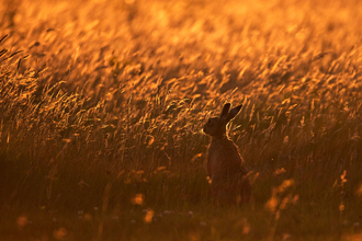 Hare in long grass at sunset