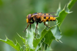 Hoverfly