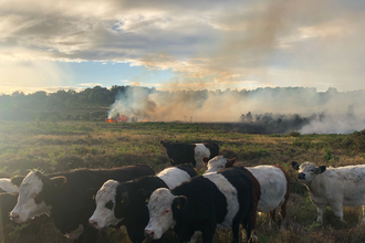 Wildfire on Chobham Common