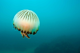 Jellyfish