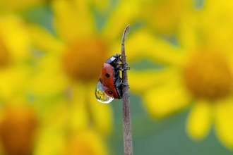 Ladybird covered in dew