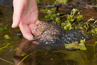 Frogspawn