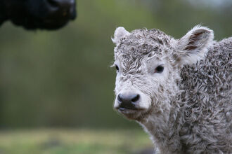 Belted galloway calf