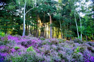 Ockham Common