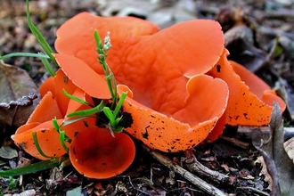 Orange peel fungi