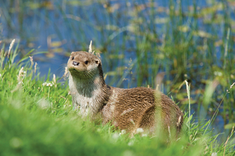 Otter