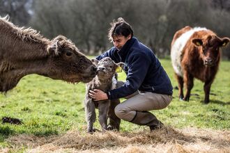 Belted galloway calf