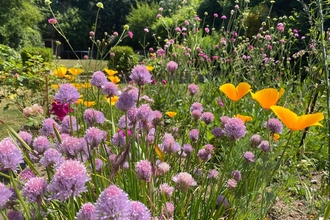 Pollinator patch - Green streets