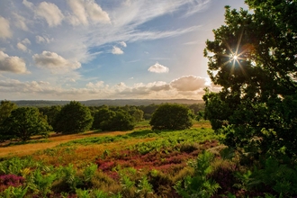 Puttenham Common