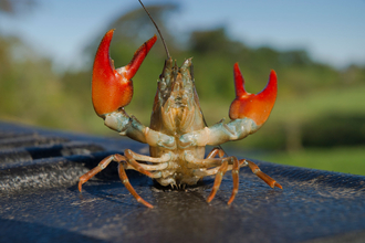 Signal Crayfish