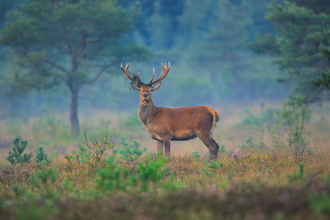 Red Deer on heathland