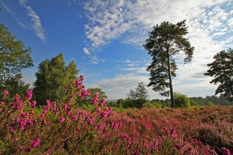 Rodborough Common