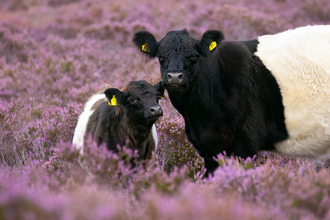 Belted Galloway Cattle