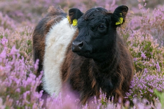 Belted Galloway Cattle