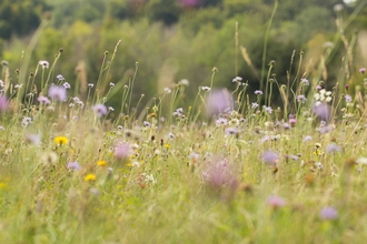 Chalk grassland at Sheepleas