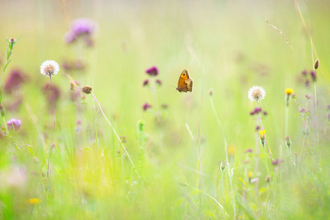 Chalk Grassland