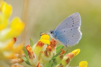 Small blue butterfly