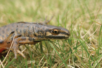 Smooth newt