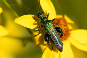 Thick-legged flower beetle