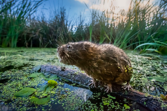 Water vole