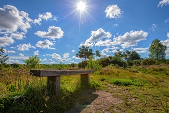 Bench on Whitmoor Common