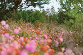 Heather landscape