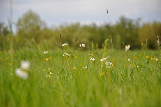 chalk grassland